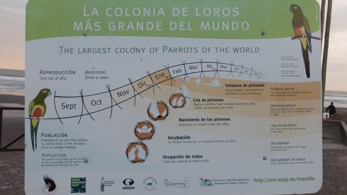 Cartel de la colonia de loros más grande del mundo