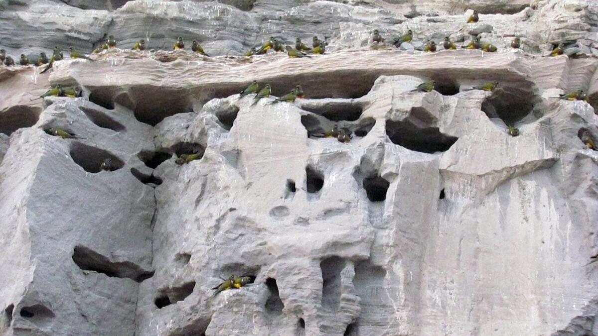 Colonia de loros barranqueros en El Cóndor, Río Negro