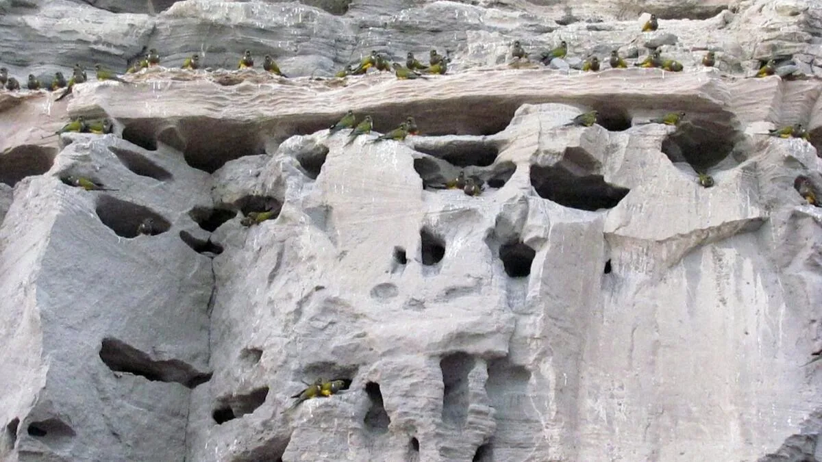 Colonia de loros barranqueros en El Cóndor, Río Negro