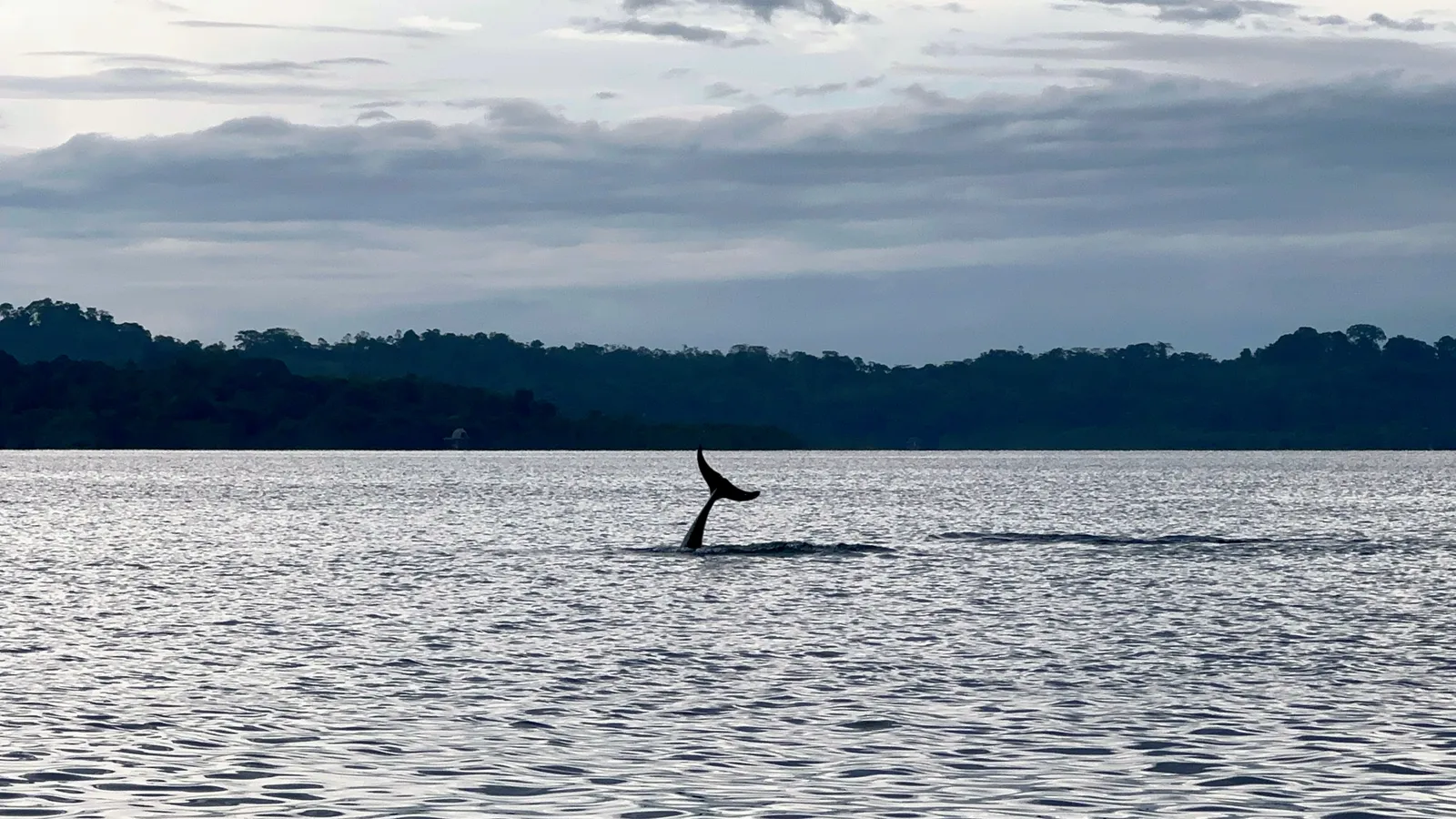 Cola de ballena emergiendo del mar frente a la selva panameña en Bocas del Toro