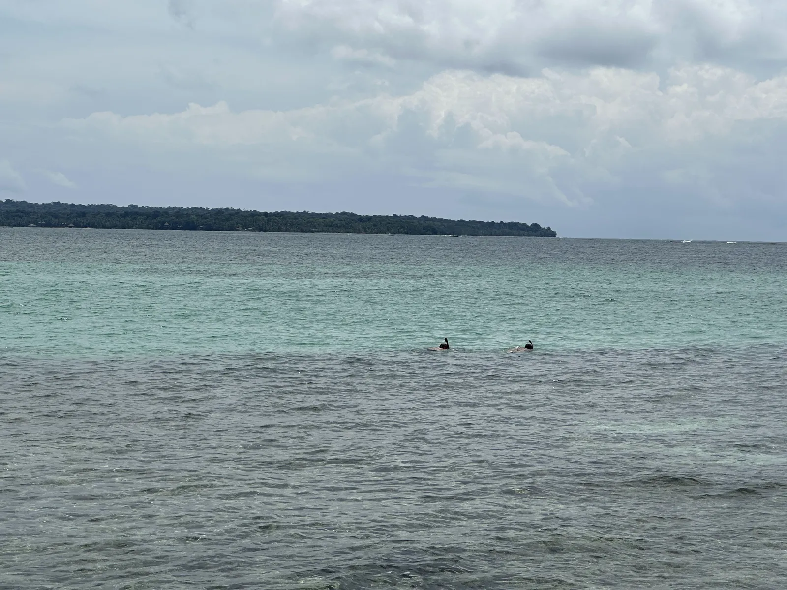 Delfines nadando en la superficie del mar turquesa de la Bahía Delfines en Bocas del Toro