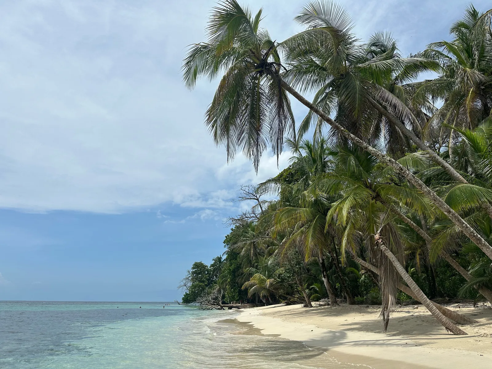 Playa tropical con palmeras inclinadas sobre el mar caribeño en Bocas del Drago, Panamá