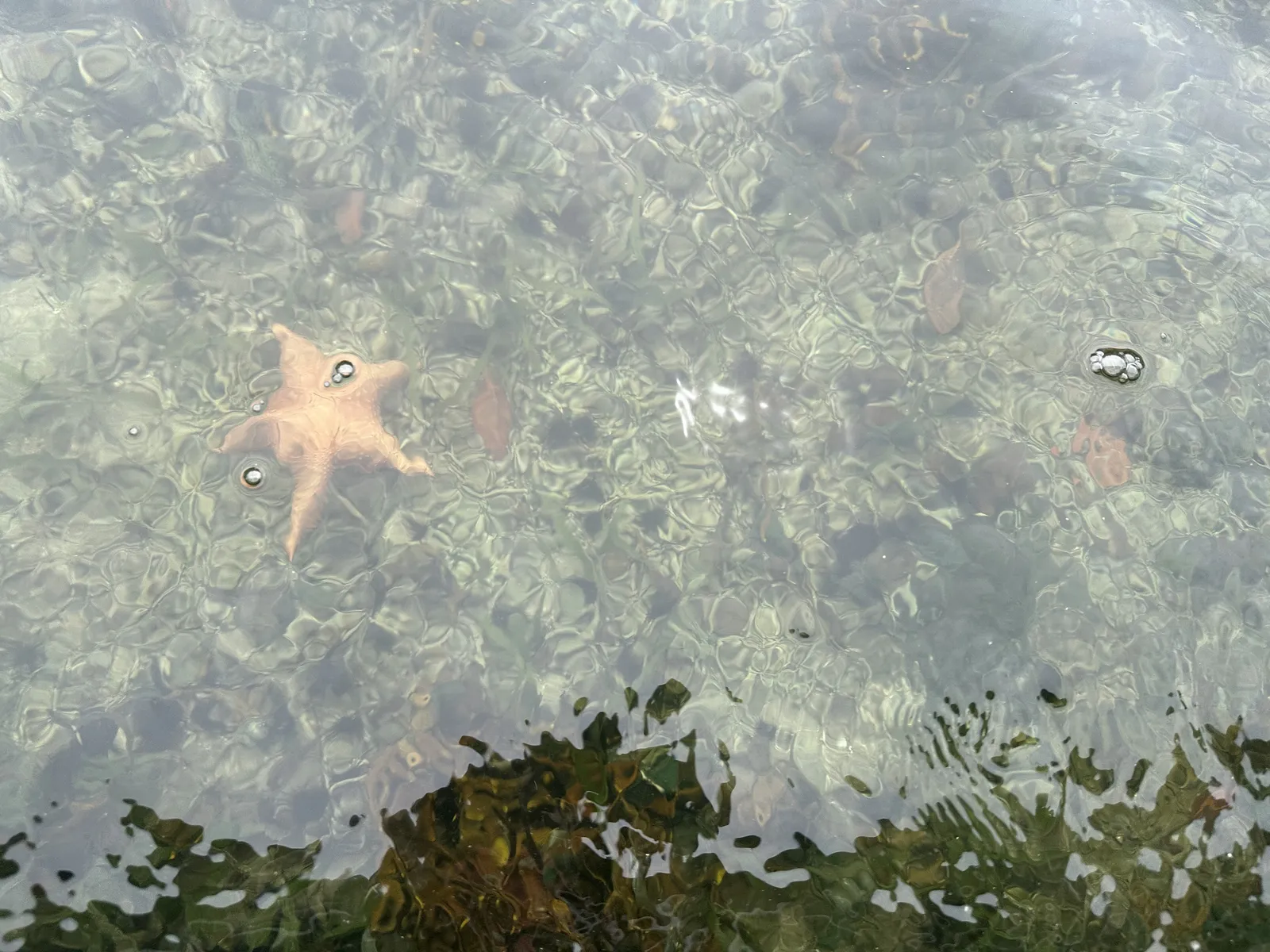 Estrella de mar naranja visible bajo el agua cristalina de Hollywood en Bocas del Toro