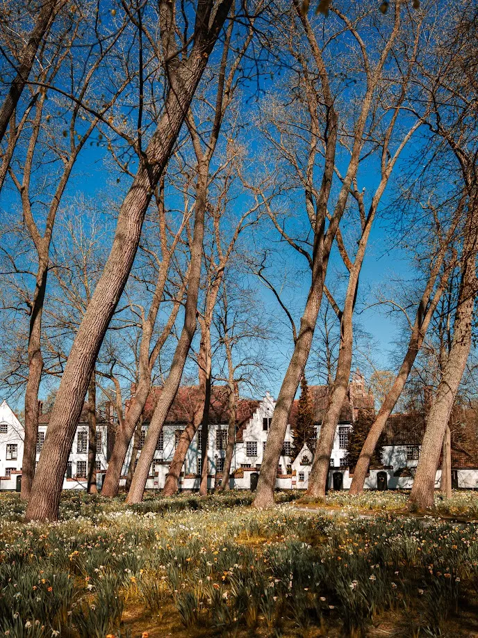 Las casas blancas del Beguinario de Brujas entre árboles y flores