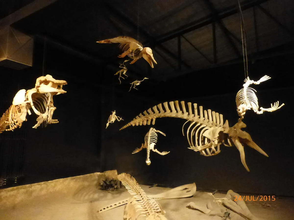 Sala de esqueletos en el MEF