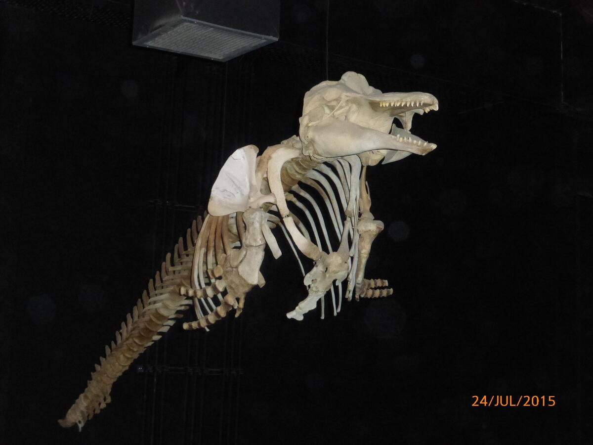 Esqueleto de animal marino en el MEF