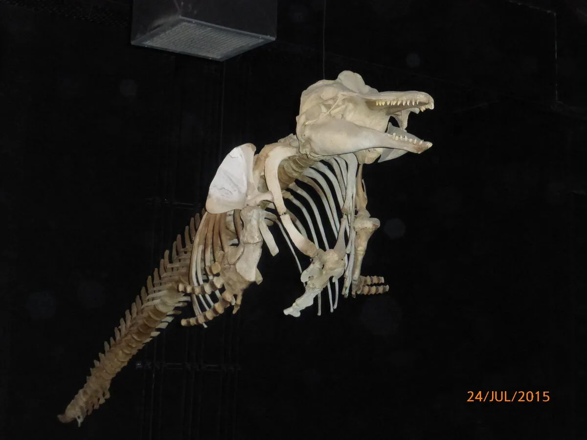 Esqueleto de animal marino en el MEF