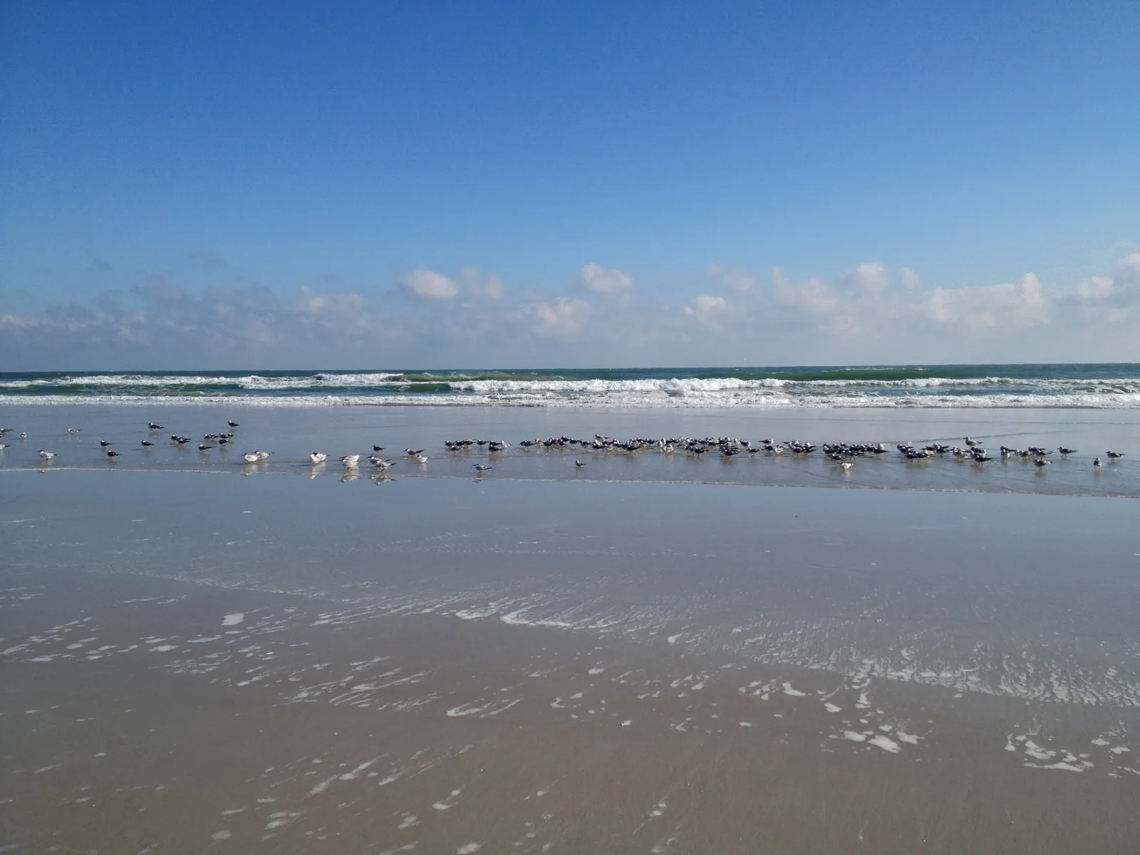 Playa de Daytona Beach con gaviotas en la orilla