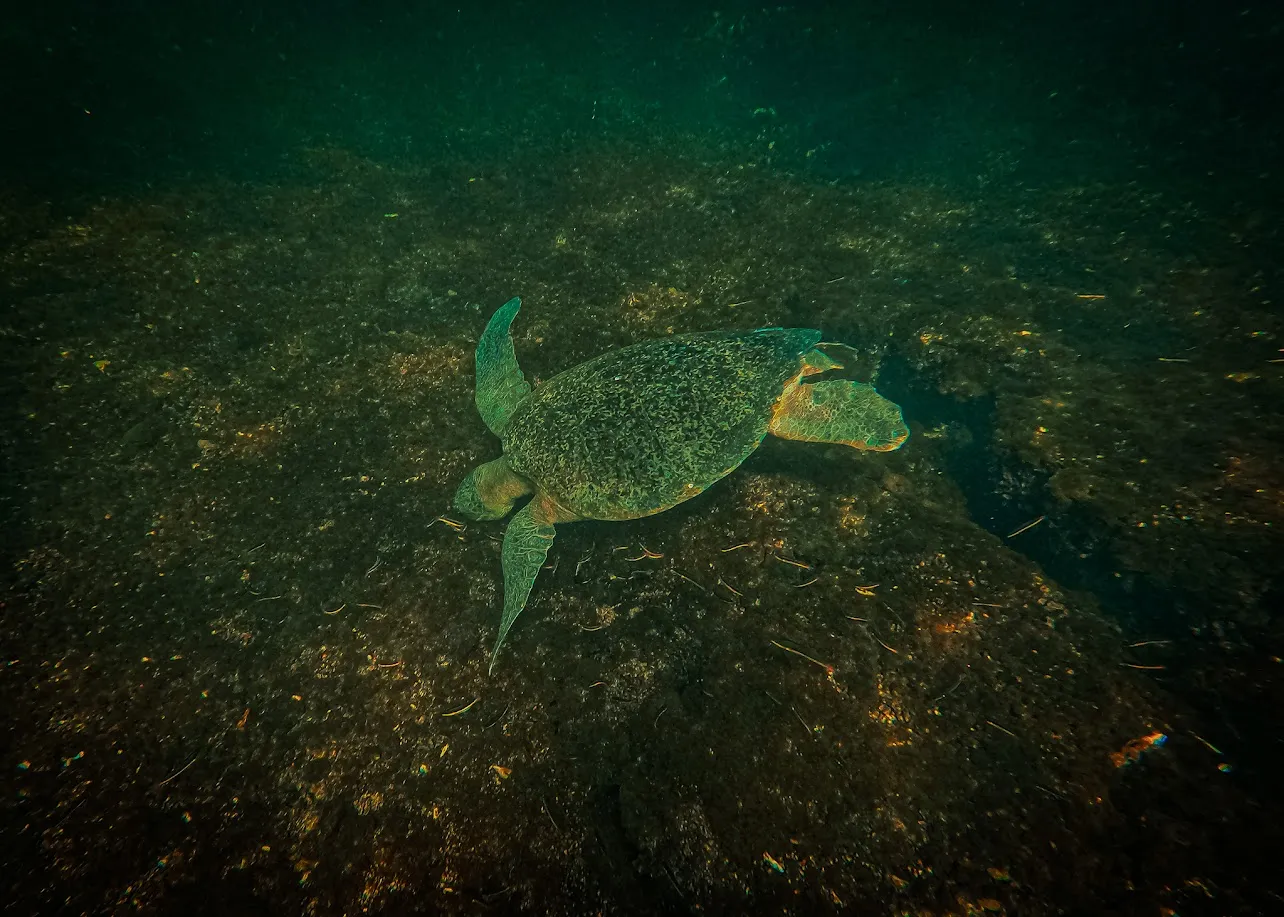 Tortuga marina nadando sobre el fondo coralino de La Entrega, Huatulco