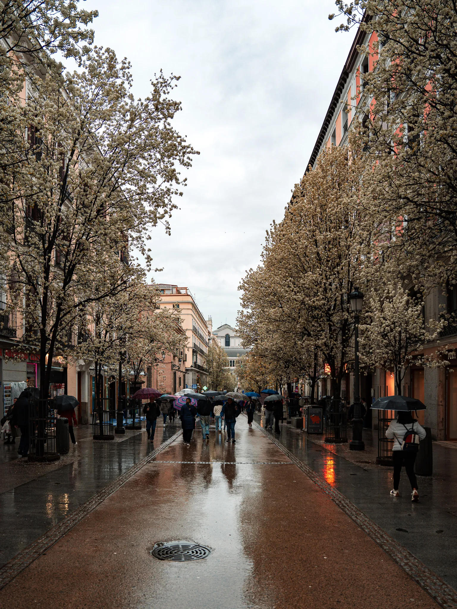 Calle de Madrid bajo la lluvia con árboles en flor y personas con paraguas