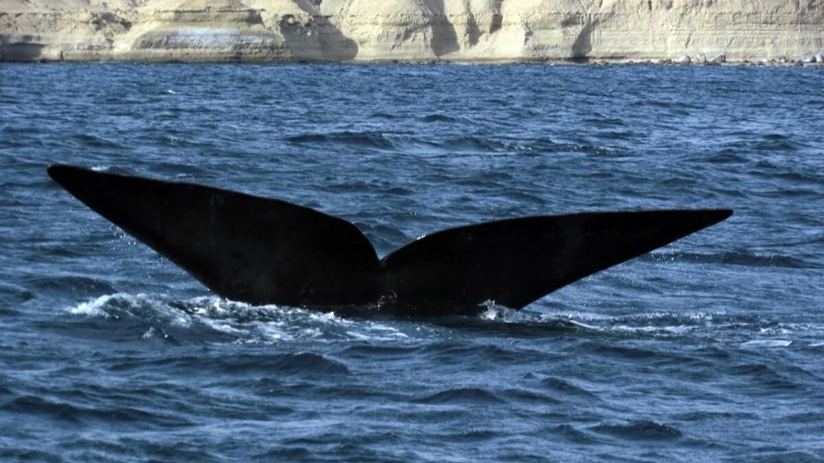 Puerto Madryn