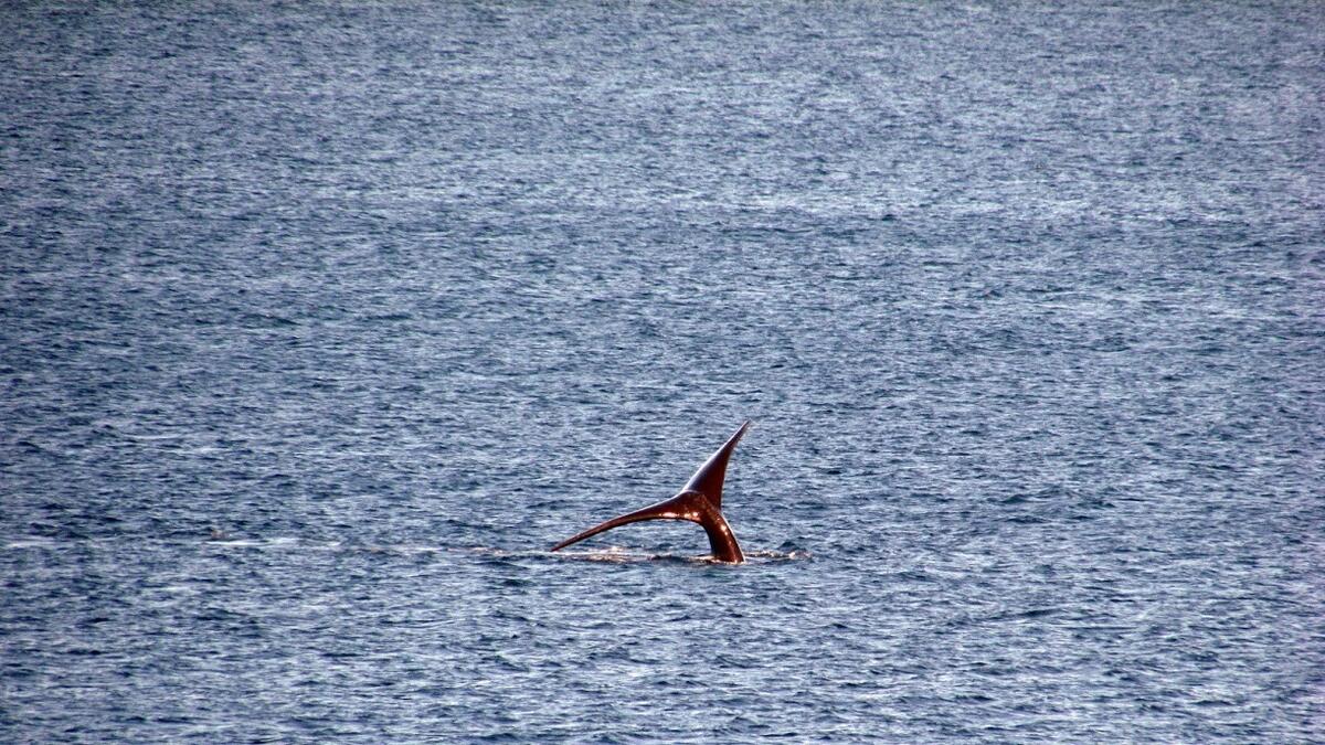 Cola de ballena franca austral en El Doradillo