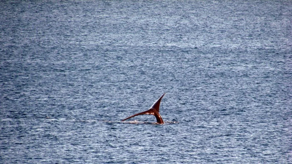 Cola de ballena franca austral en El Doradillo