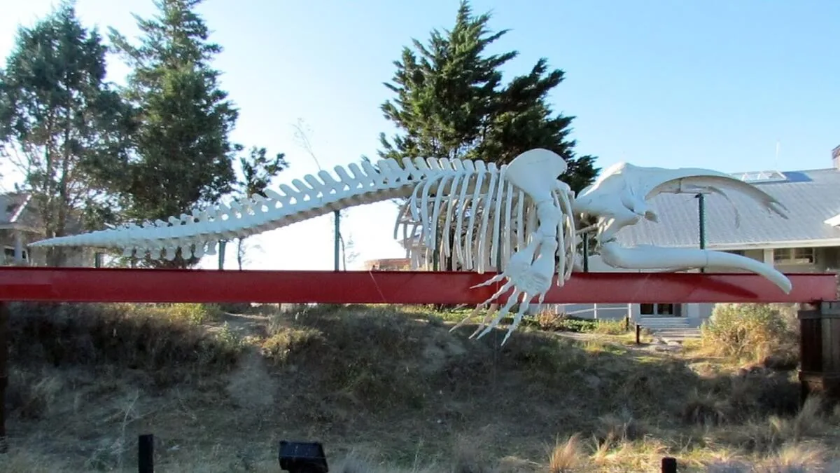 Esqueleto de ballena en el Ecocentro de Puerto Madryn