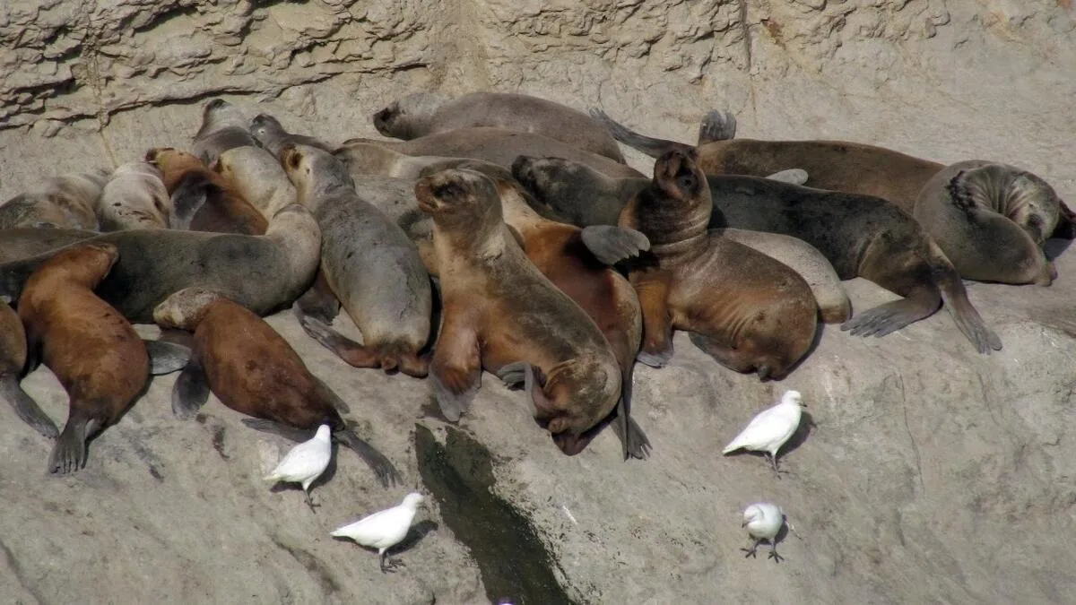 Colonia de lobos marinos en Punta Pirámides