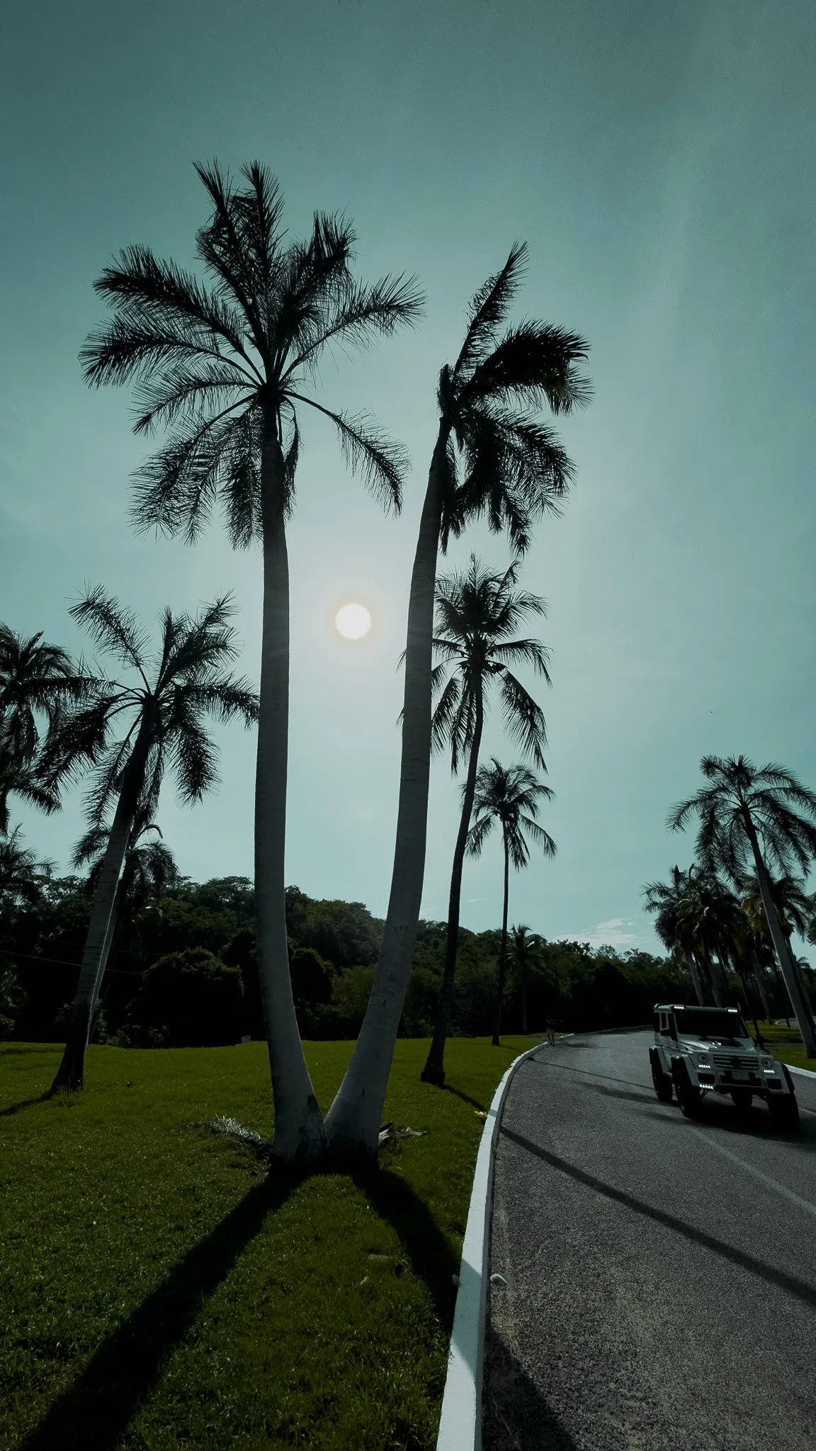 Palmeras a lo largo de la Calzada de Amador en Panamá Capital