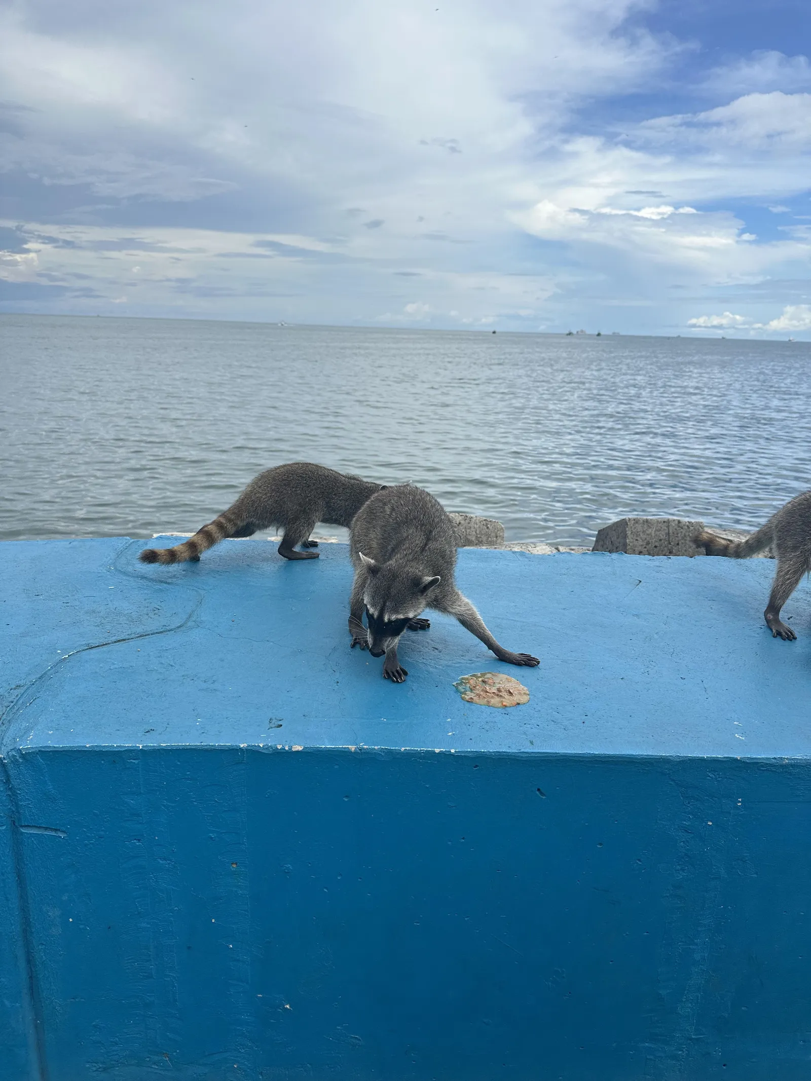 Mapaches caminando tranquilamente sobre el muro azul de la Cinta Costera de Panamá