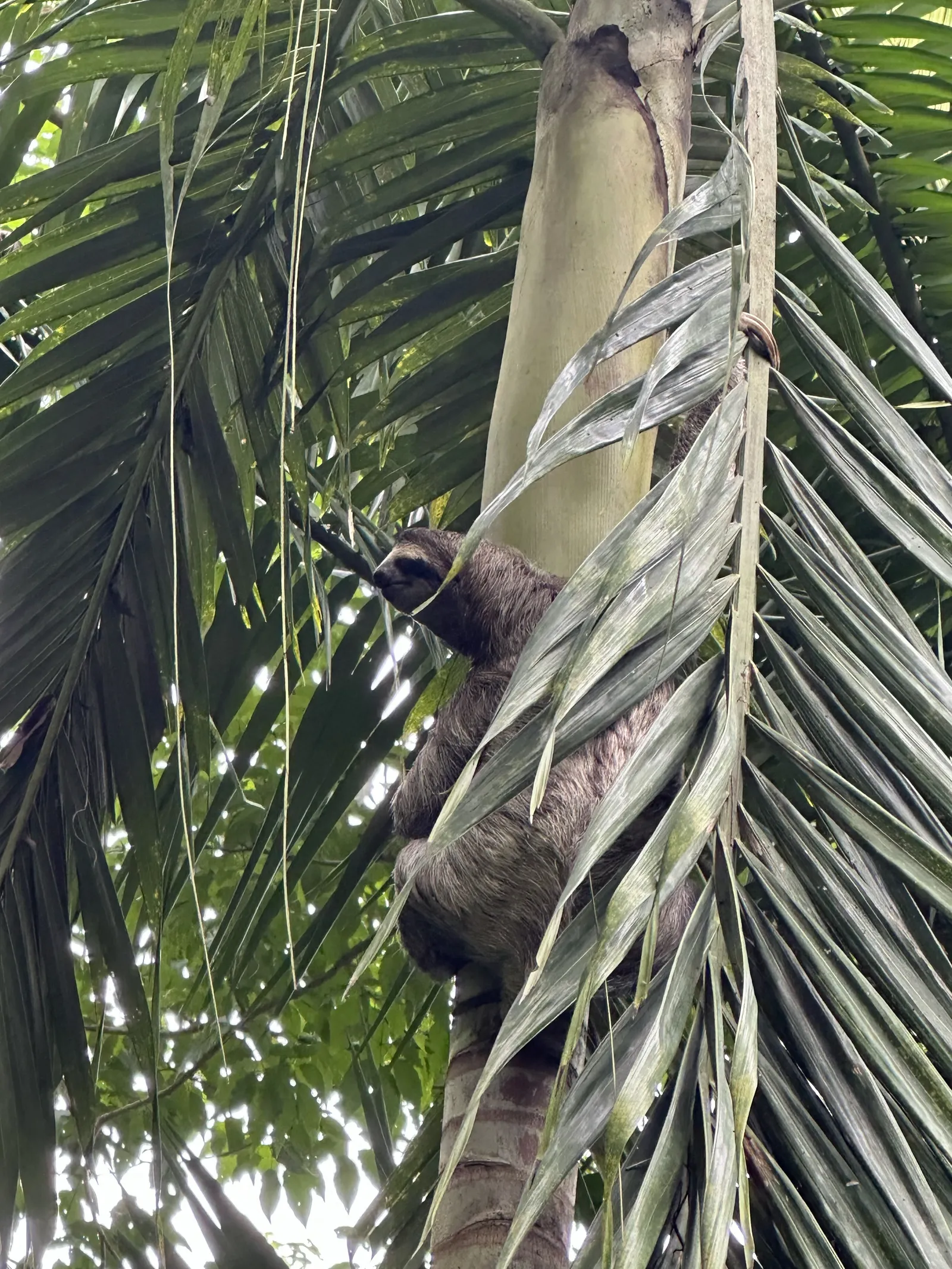 Perezoso de tres dedos trepando por el tronco de una palmera en el Cerro Ancón, Panamá