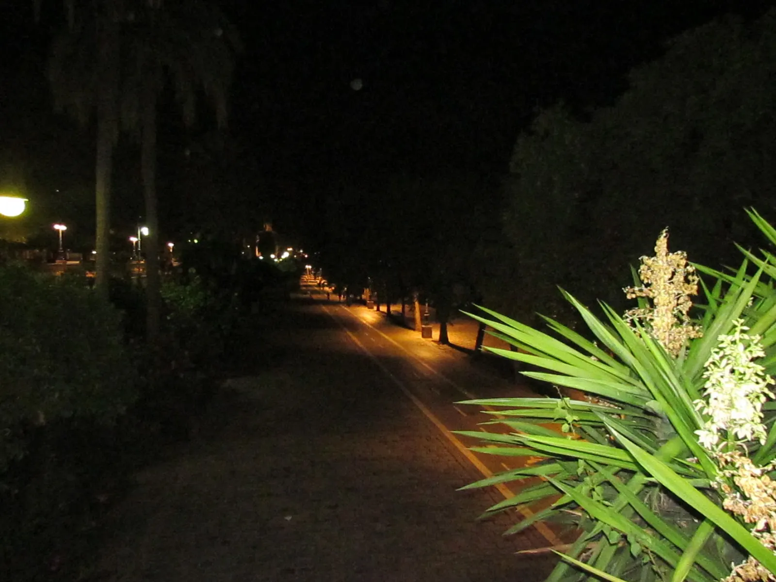 Paseo arbolado junto al río Guadalquivir de noche, Sevilla