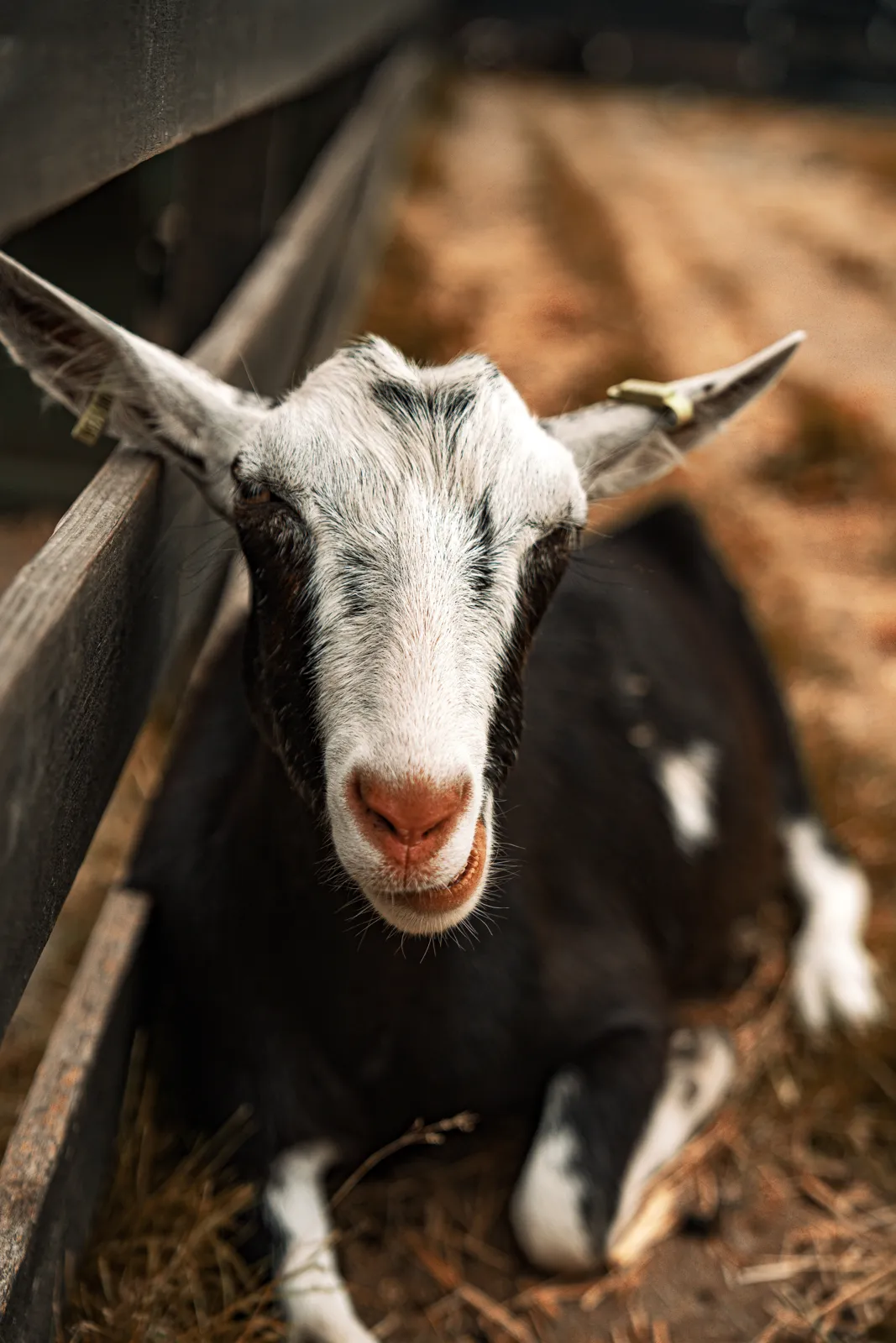 Cabras en el sector de granja de Zaanse Schans